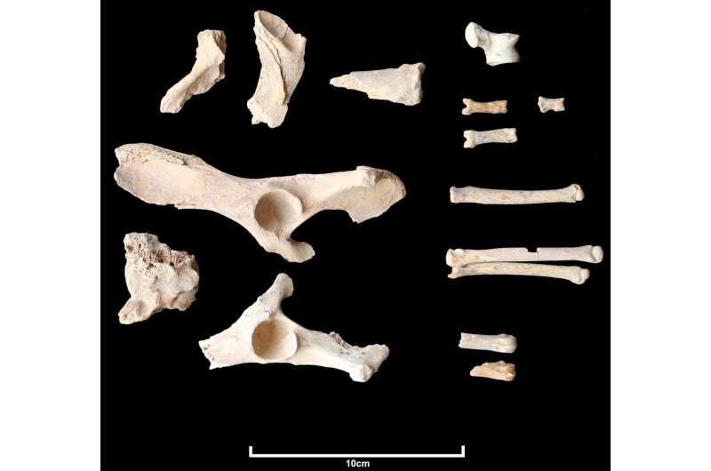 Archaeologists uncover earliest evidence of domesticated dogs in Arabian Peninsula