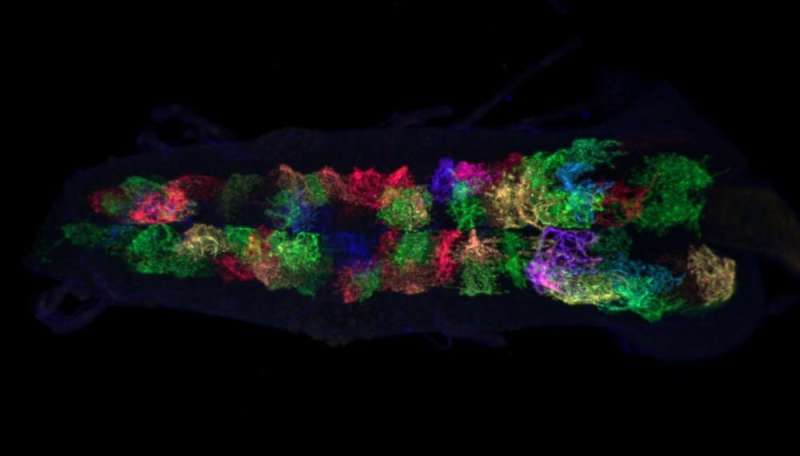 Astrocyte cells in the fruit fly brain are an on-off switch that controls when neurons can change and grow