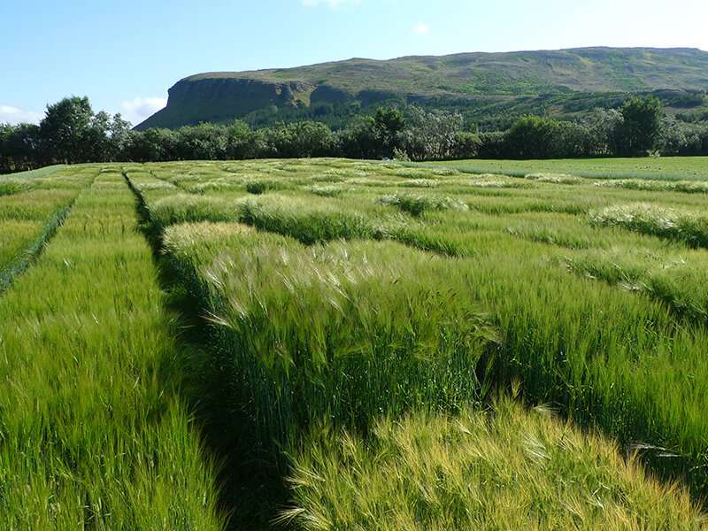 Breeding barley for a changing climate