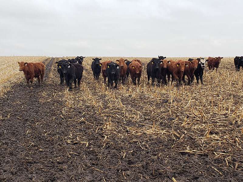 Cattle grazing and soybean yields