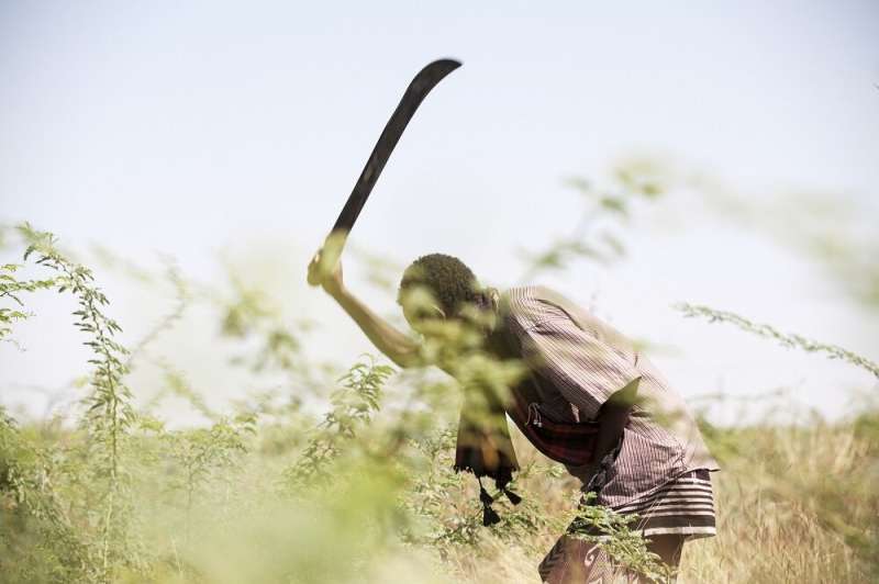 Clearing of woody weeds in Baringo County, Kenya, may yield major livelihood benefits