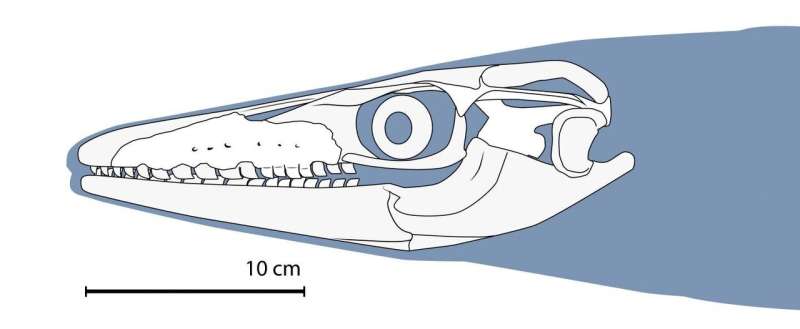 Dinosaur-era sea lizard had teeth like a shark