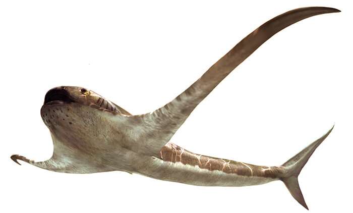 Discovery of a 'winged' shark in the Cretaceous seas