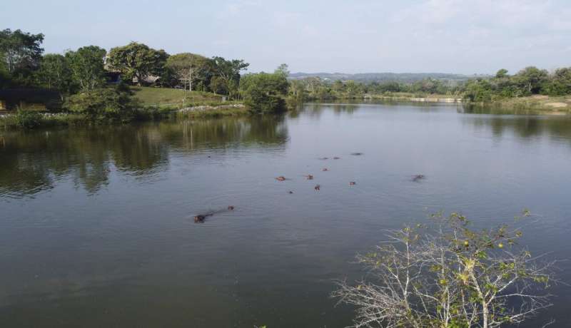 Fear and love surround Escobar's hippos thriving in Colombia