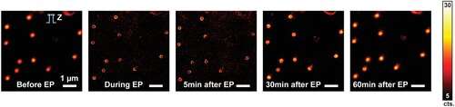 Fluorescent nanodiamonds successfully injected into living cells