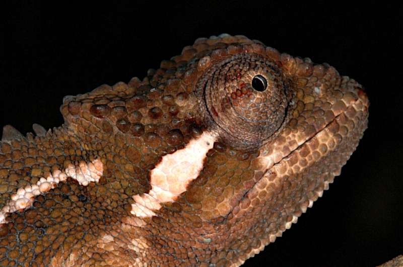 Highlands of diversity: Another new chameleon from the Bale region, Ethiopia