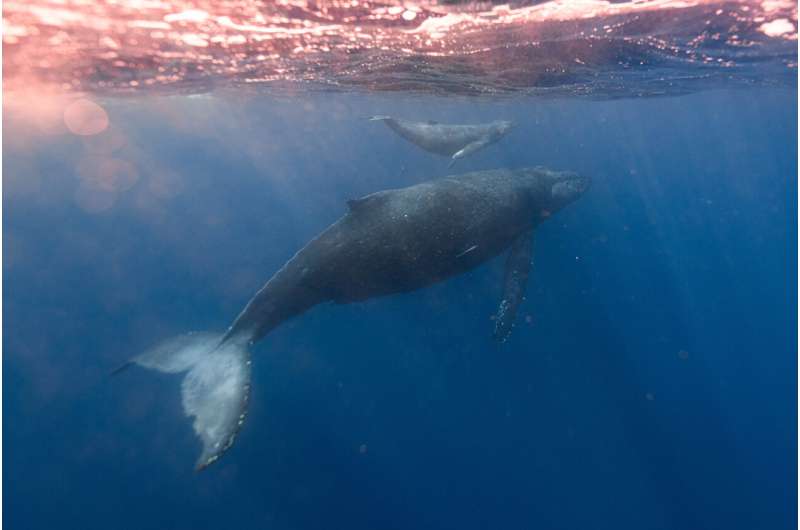Humpback whales may have bounced back from near-extinction, but it's too soon to declare them safe