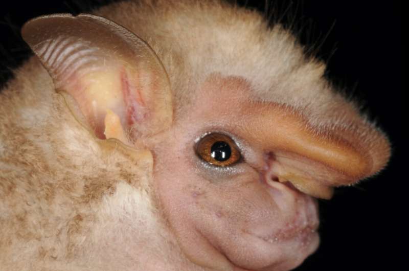 Is odor the secret to bats' sex appeal?
