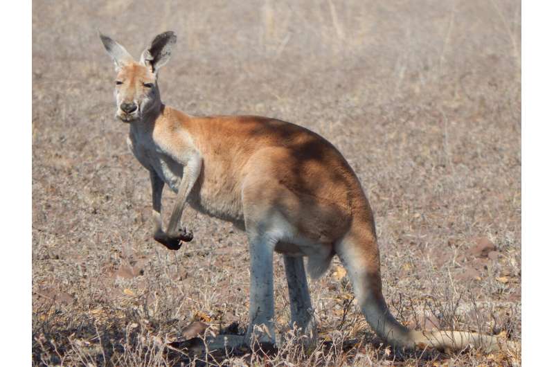 Kangaroo overgrazing could be jeopardising land conservation, study finds