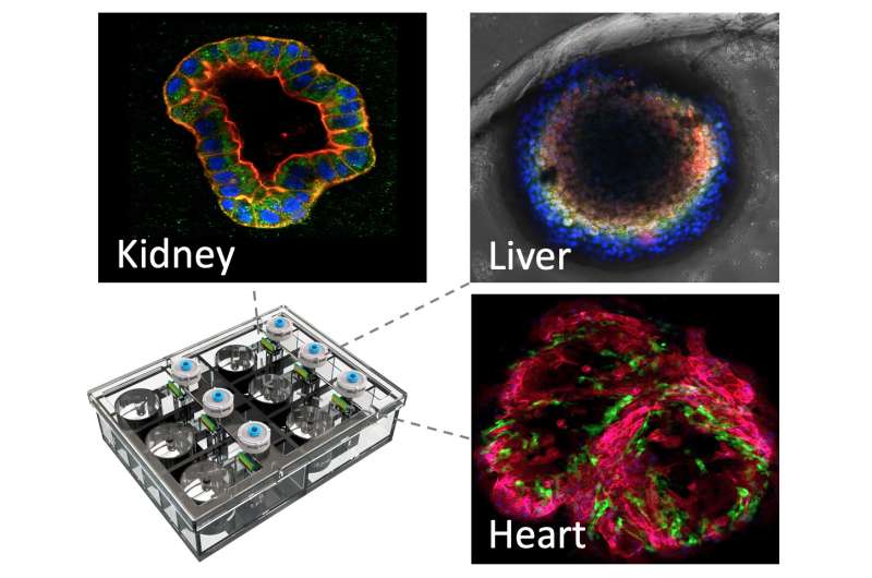 Kidney-on-a-chip offers clues to prevent kidney damage from essential drugs