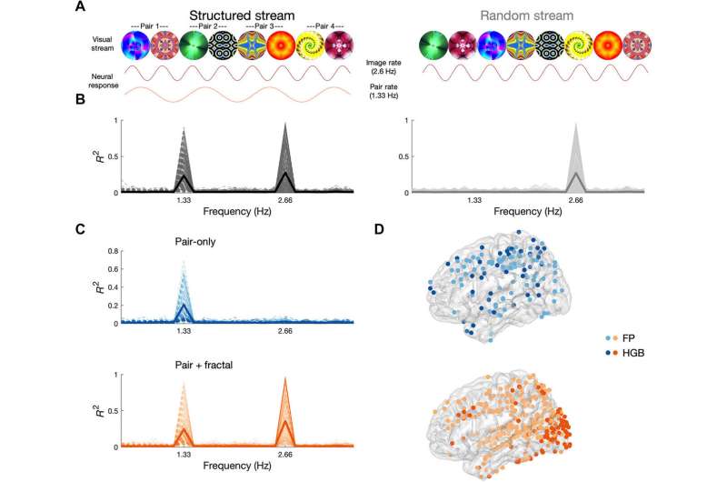 Learning hierarchical sequence representations across human cortex and hippocampus