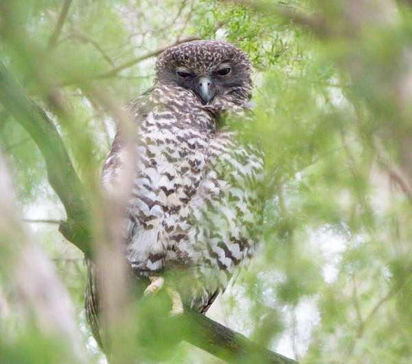 Look up! A powerful owl could be sleeping in your backyard after a night surveying kilometres of territory