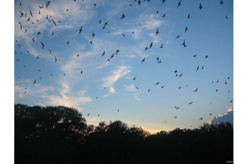 Low risk of researchers passing coronavirus to North American bats