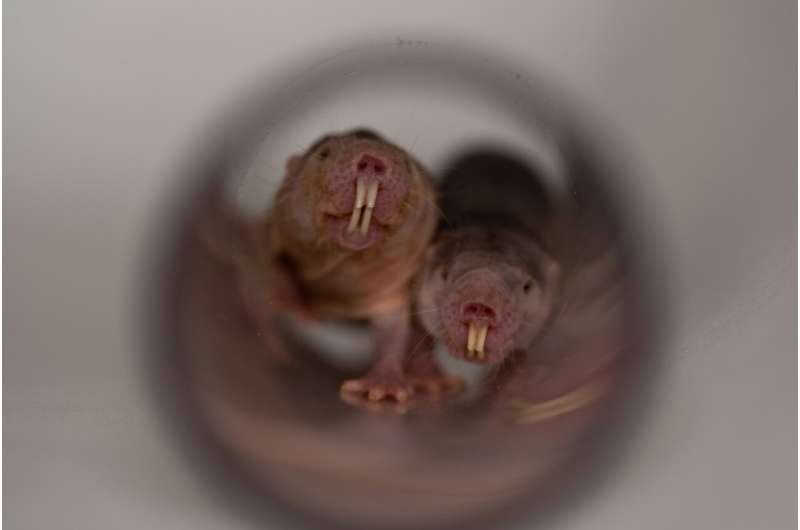 Naked mole-rats speak in dialect