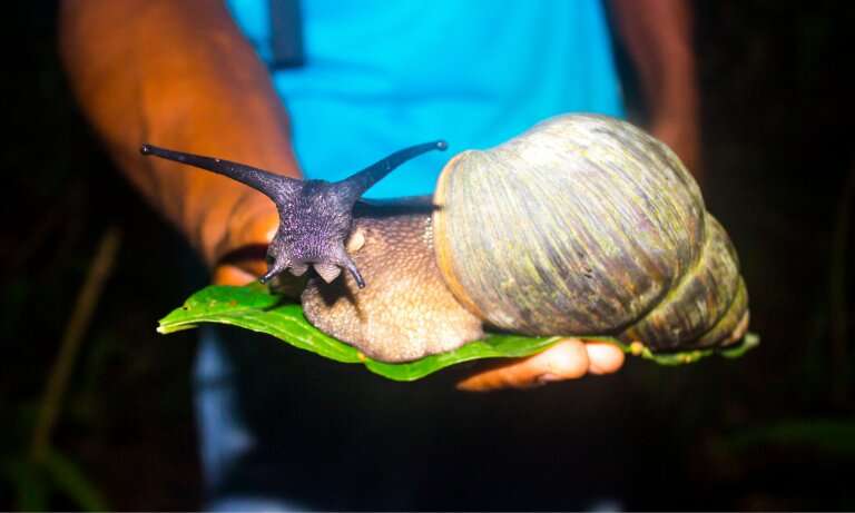 Neglected species—the symbolic significance of saving snails