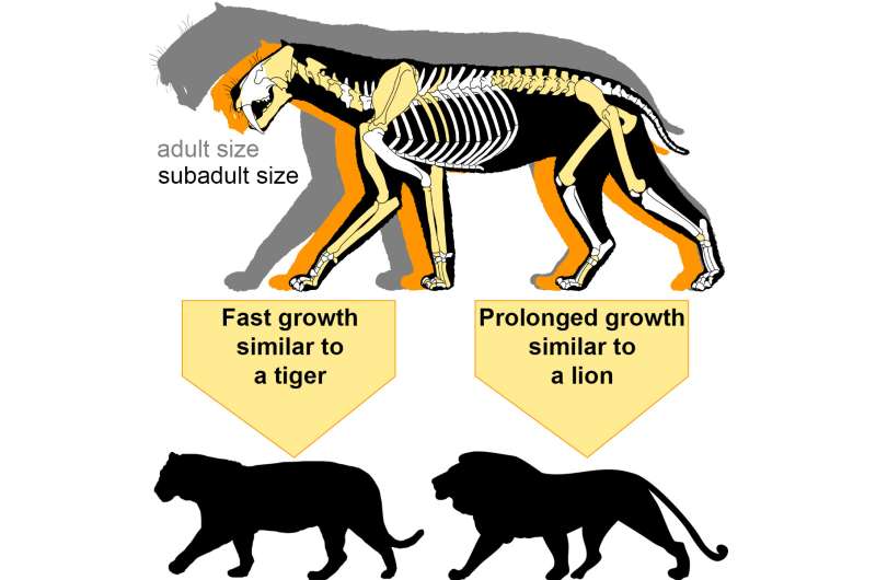 New discovery sheds light on the mysterious family life of notorious sabre-toothed tiger