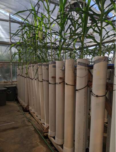 Newly discovered trait helps plants grow deeper roots in dry, compacted soils