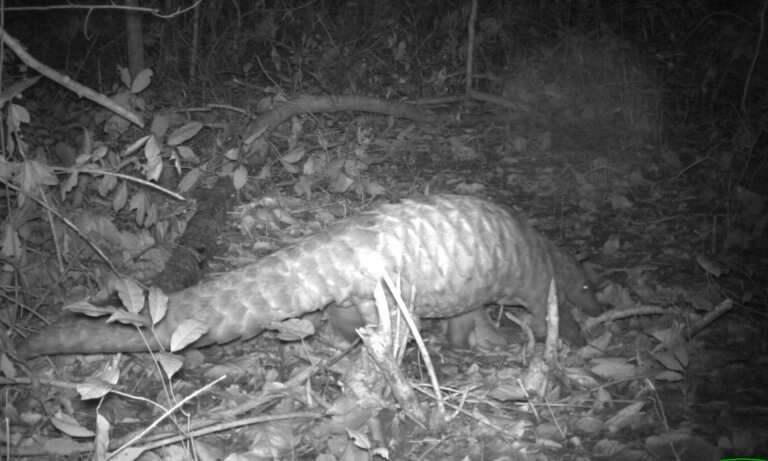 New protected area relieves pressure on primates and pangolins in South Sudan
