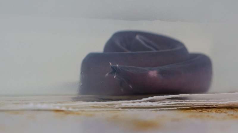 New research on hagfish provides insight into evolutionary origin of the eye