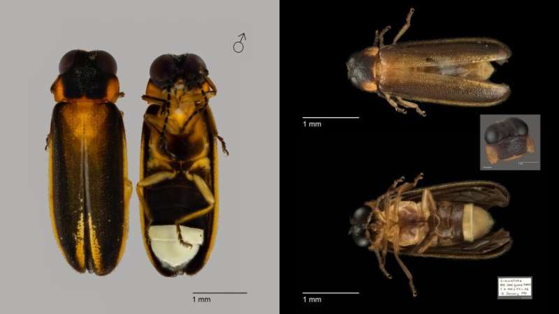New species of firefly discovered in Singapore