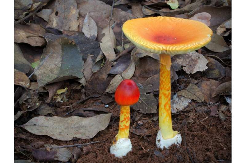 New system for evidence-based mushroom classification