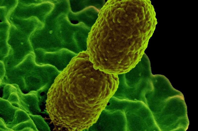 NIH scientists identify nutrient that helps prevent bacterial infection