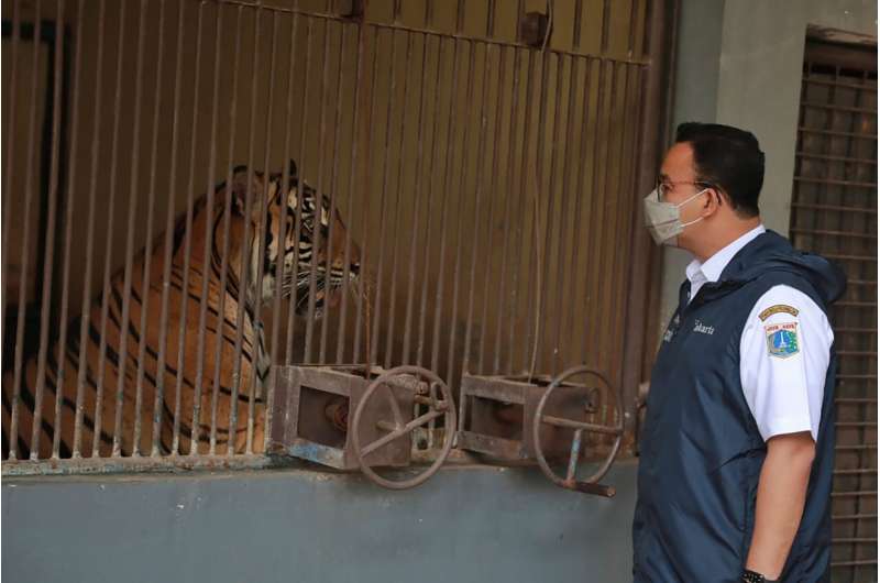 2 rare Sumatran tigers recovering after catching COVID-19