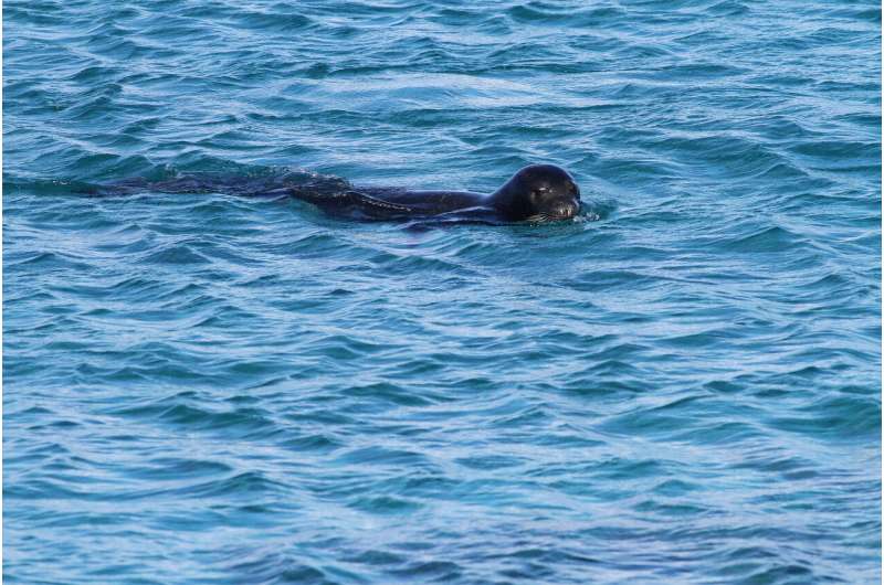 Rarest seal breeding site discovered