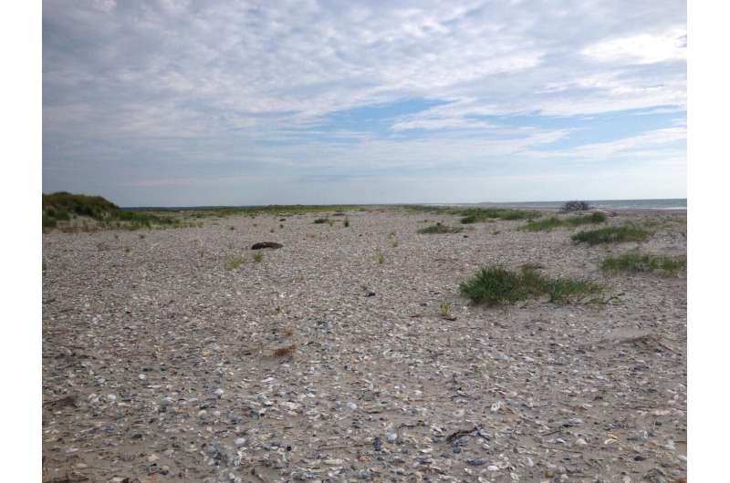 Regional habitat differences identified for threatened piping plovers on Atlantic coast