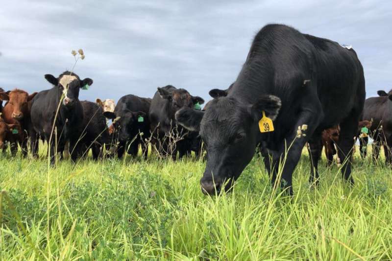 Researchers put forages to the test in intensive grazing trial