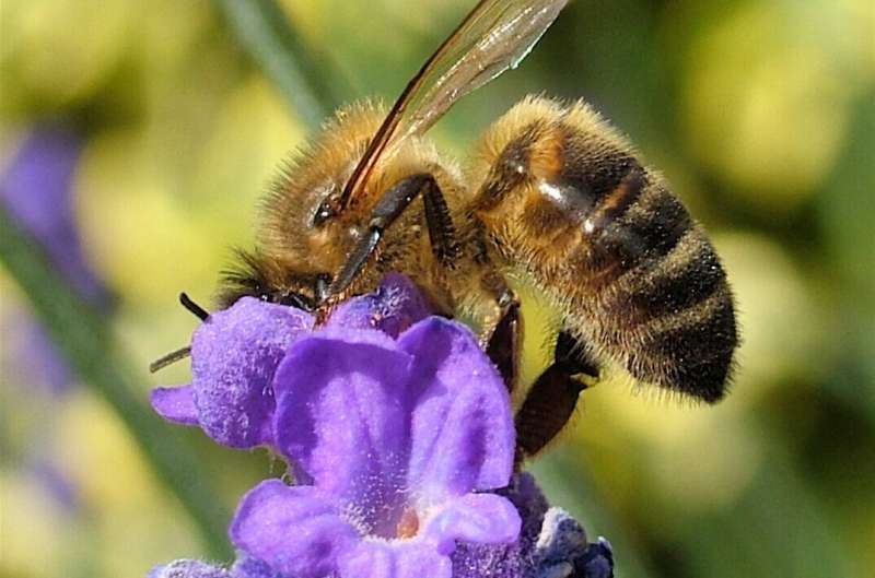 Research reveals why plant diversity is so important for bee diversity