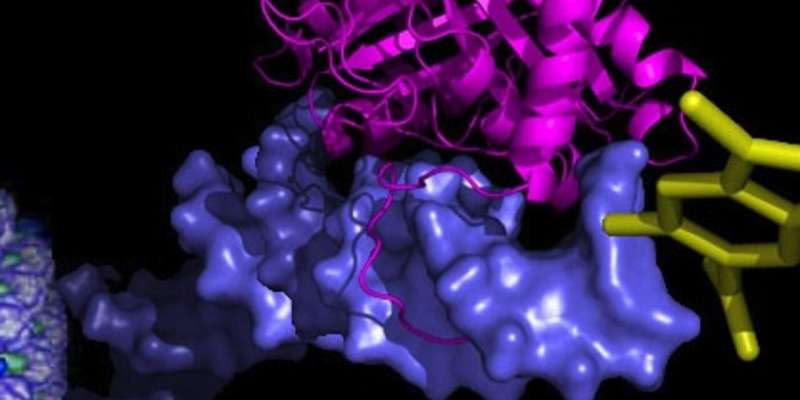 Scientists make pivotal discovery on mechanism of Epstein-Barr virus latent infection