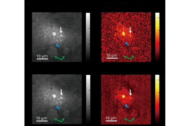 See live cells with 7 times greater sensitivity using new microscopy technique