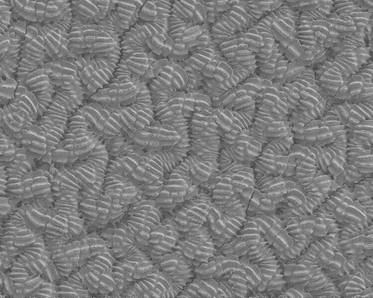 Snakeskin inspires new, friction-reducing material