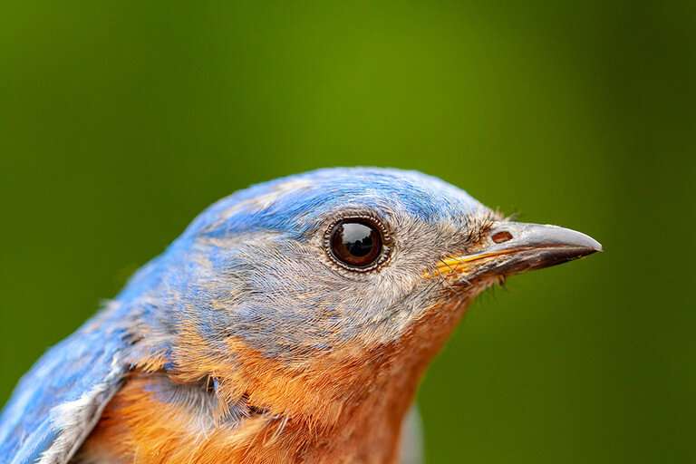 Songbirds' reproductive success reduced by natural gas compressor noise