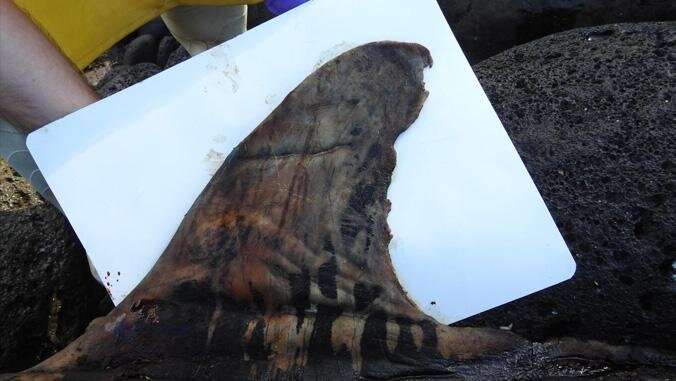 Stranded endangered false killer whale divulges a dietary first