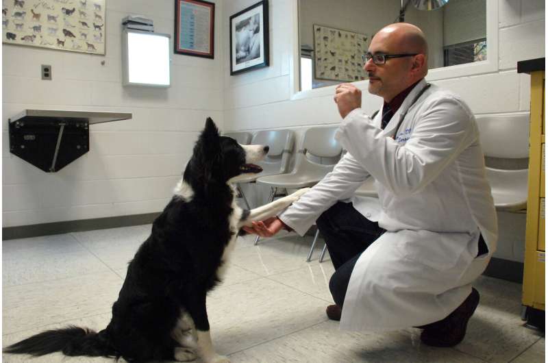 Study highlights factors that predict success for treating canine behavioral disorders