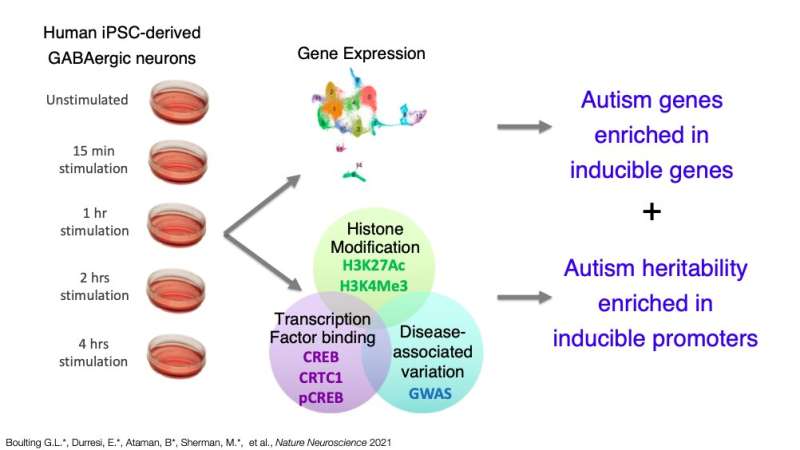 Study offers new insight about gene expression and neurological disease heritability