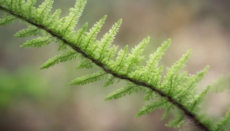 The story of resurrection ferns and my late colleague who helped discover them in Australia