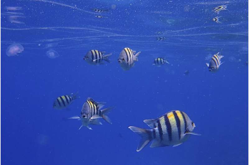 Under the sea, humans have changed ocean sounds
