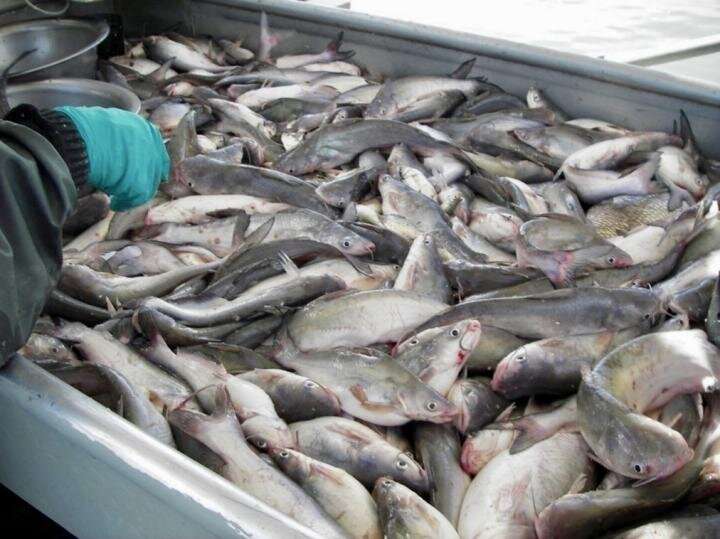 Warming may promote spread of invasive blue catfish