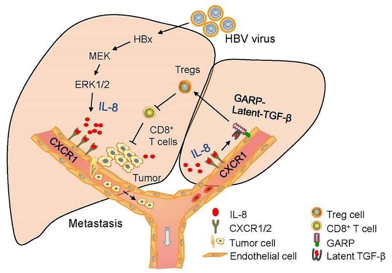 Researchers reveal mechanism of hepatitis B-induced venous metastasis and immune escape of hepatocellular carcinoma