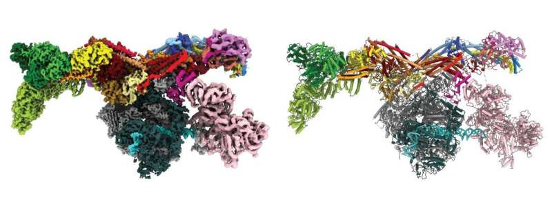 Researchers reveal 3D structure responsible for gene expression