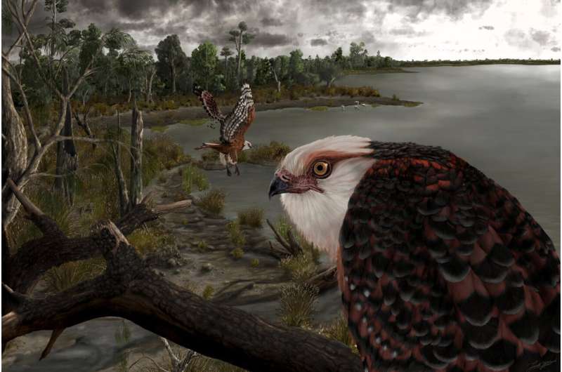 Un águila de 25 millones de años reinaba sobre el gallinero en Australia