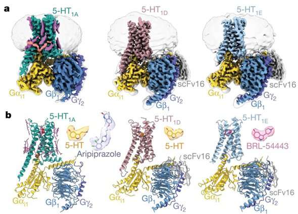 Researchers reveal how lipids and water molecules regulate 5-HT receptors