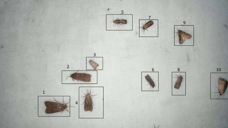 Artificial intelligence puts focus on the life of insects
