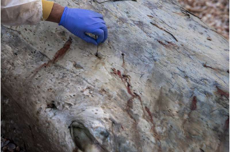 Baby whale found dead on beach south of Israel's Tel Aviv