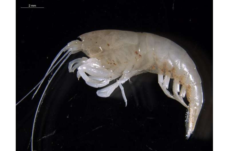 Blind shrimps, translucent snails: the 11 mysterious new species we found in potential fracking sites