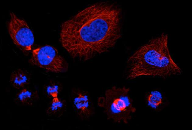 Cancer research to gain from identification of 300 proteins that regulate cell division