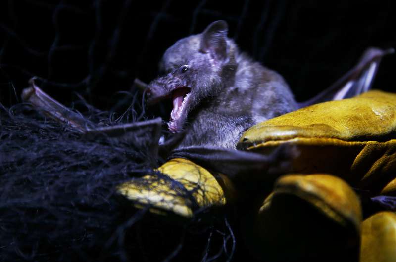 In quieter Mexico City, rare bats make an appearance